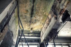 Best Industrial Mold Remediation  in Haskell, OK